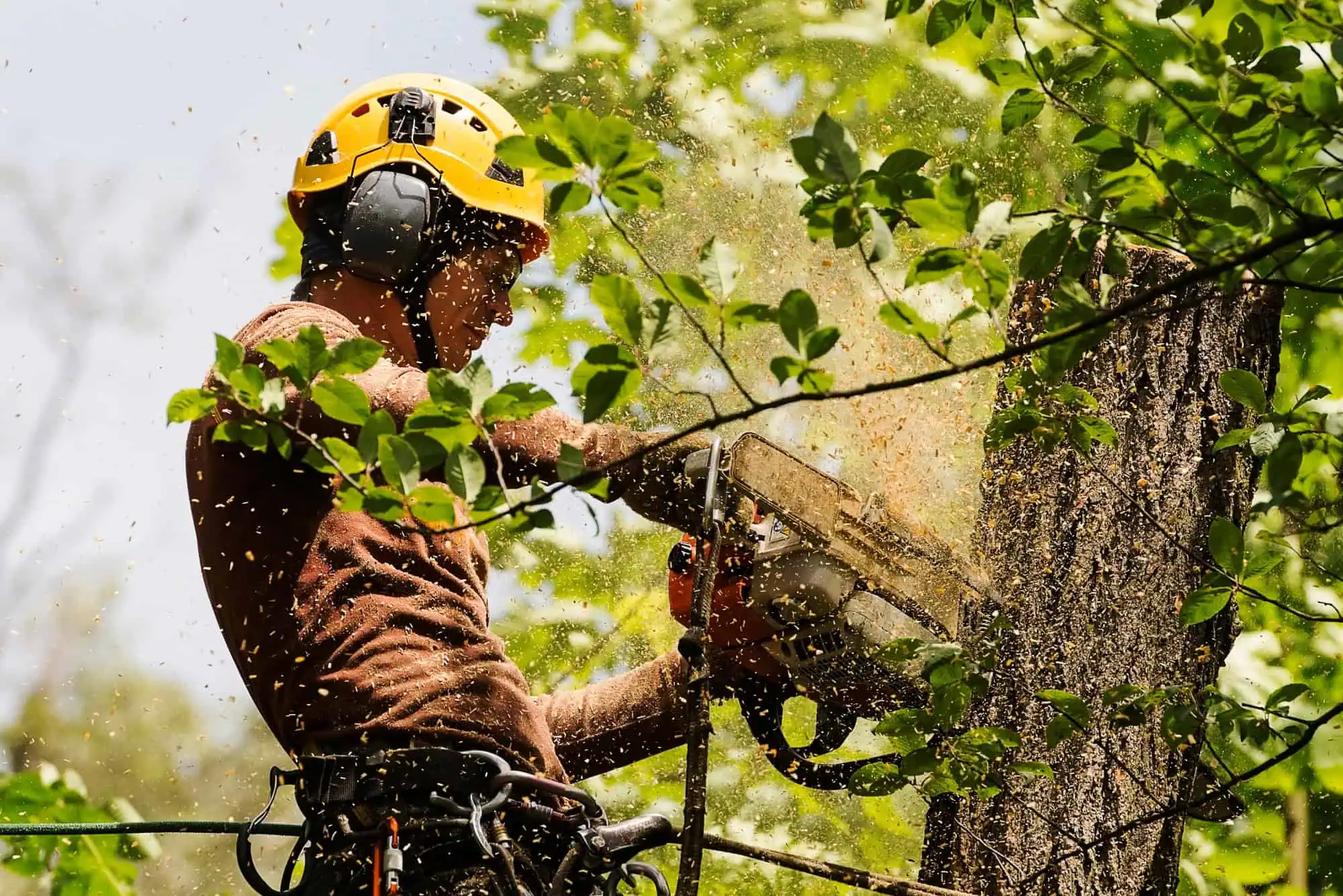 Arborist Insurance Kentucky