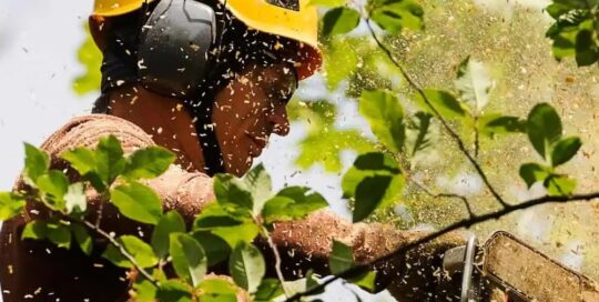 Arborist Insurance Kentucky