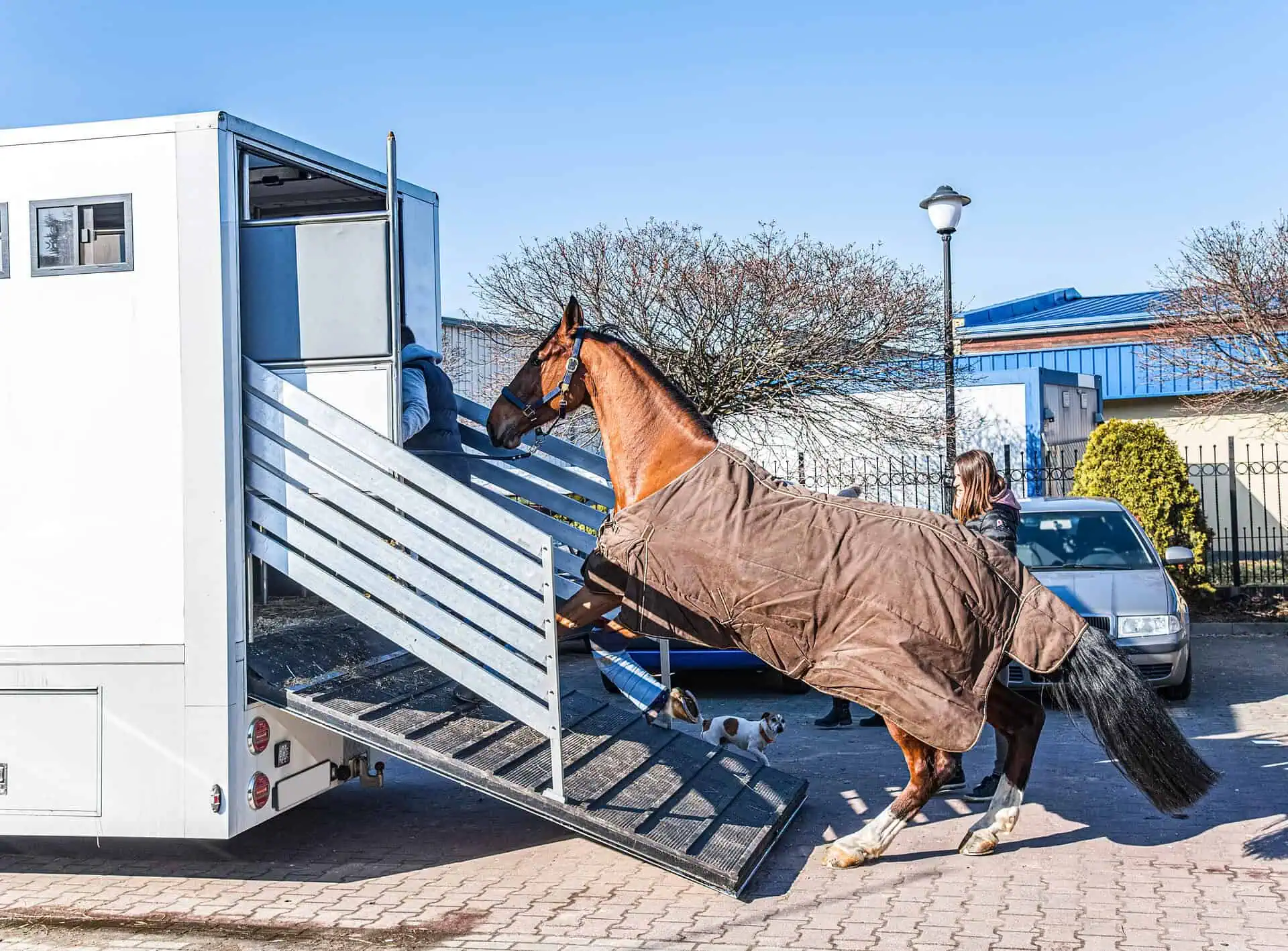 Horse Hauling & Transportation Insurance Kentucky