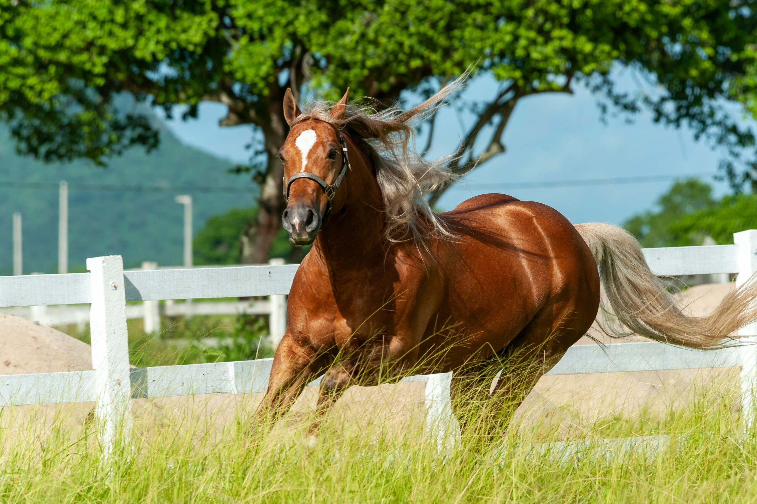 Horse Farm Insurance Kentucky