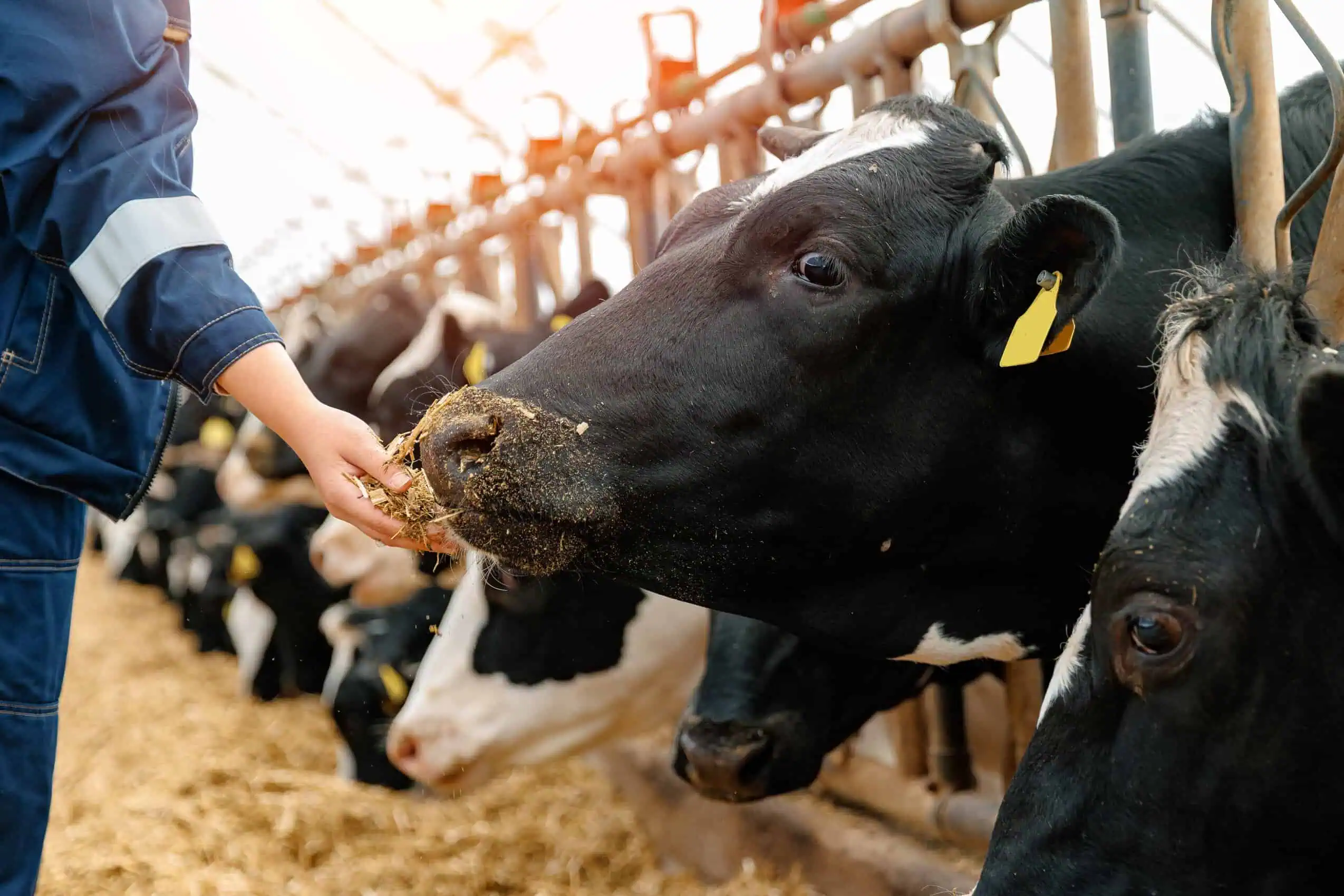 Cattle Farms Insurance Kentucky