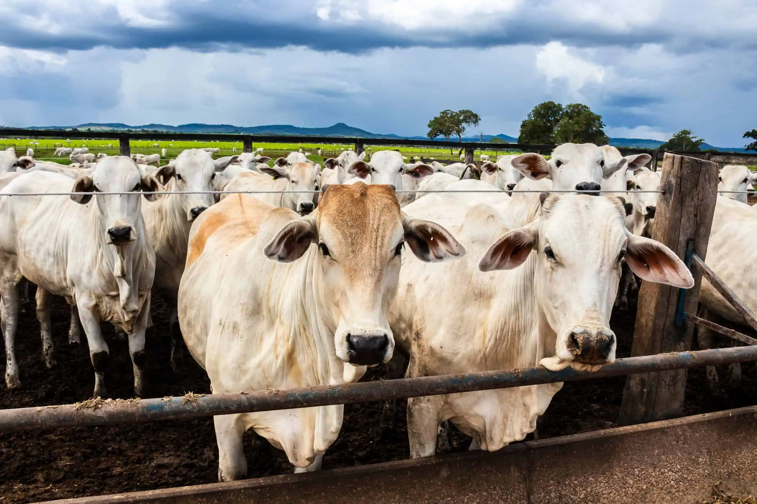 Cattle Farms Insurance Kentucky