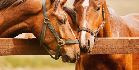 Horse Farms Insurance Kentucky