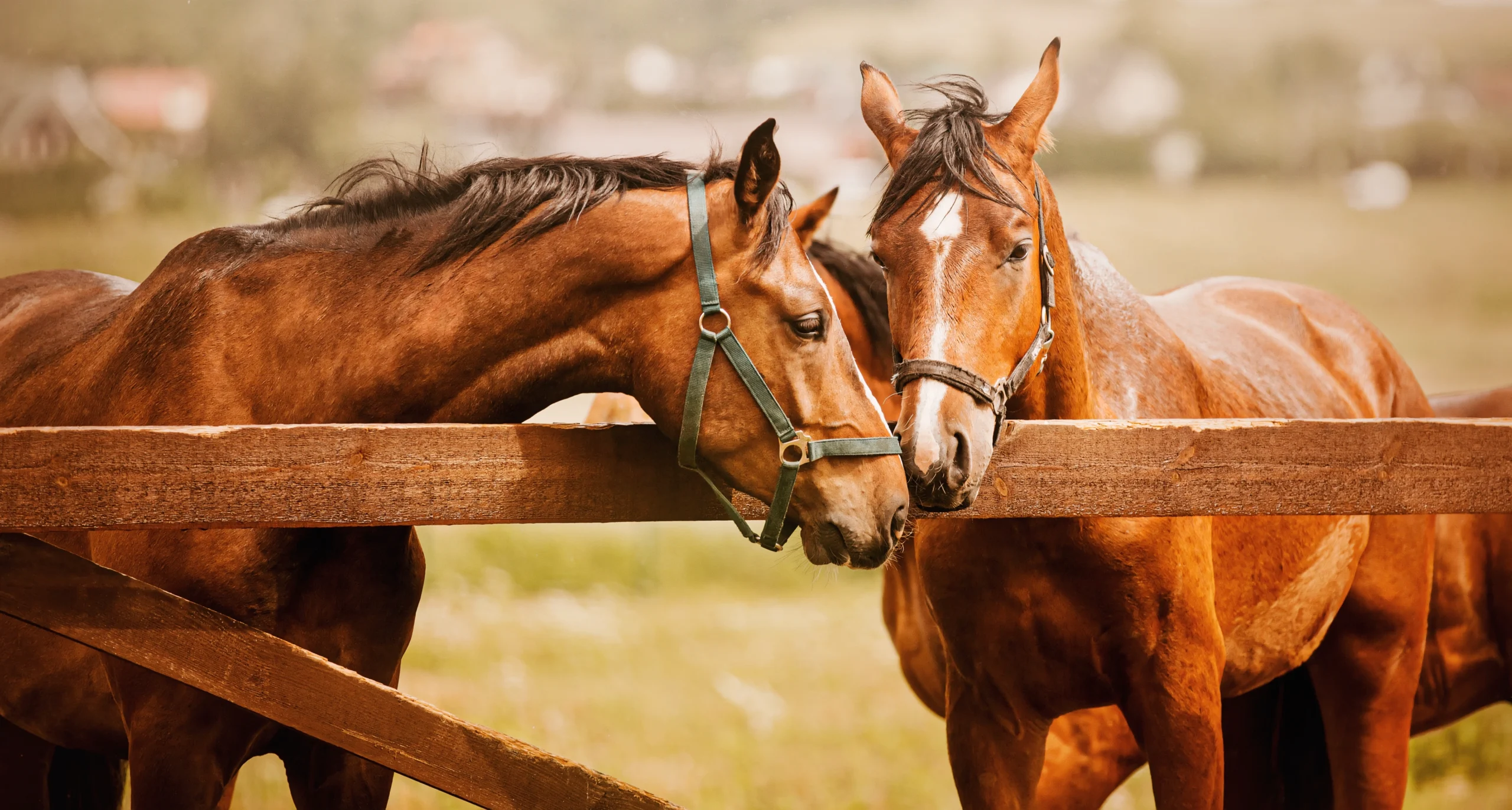 Horse Farms Insurance Kentucky