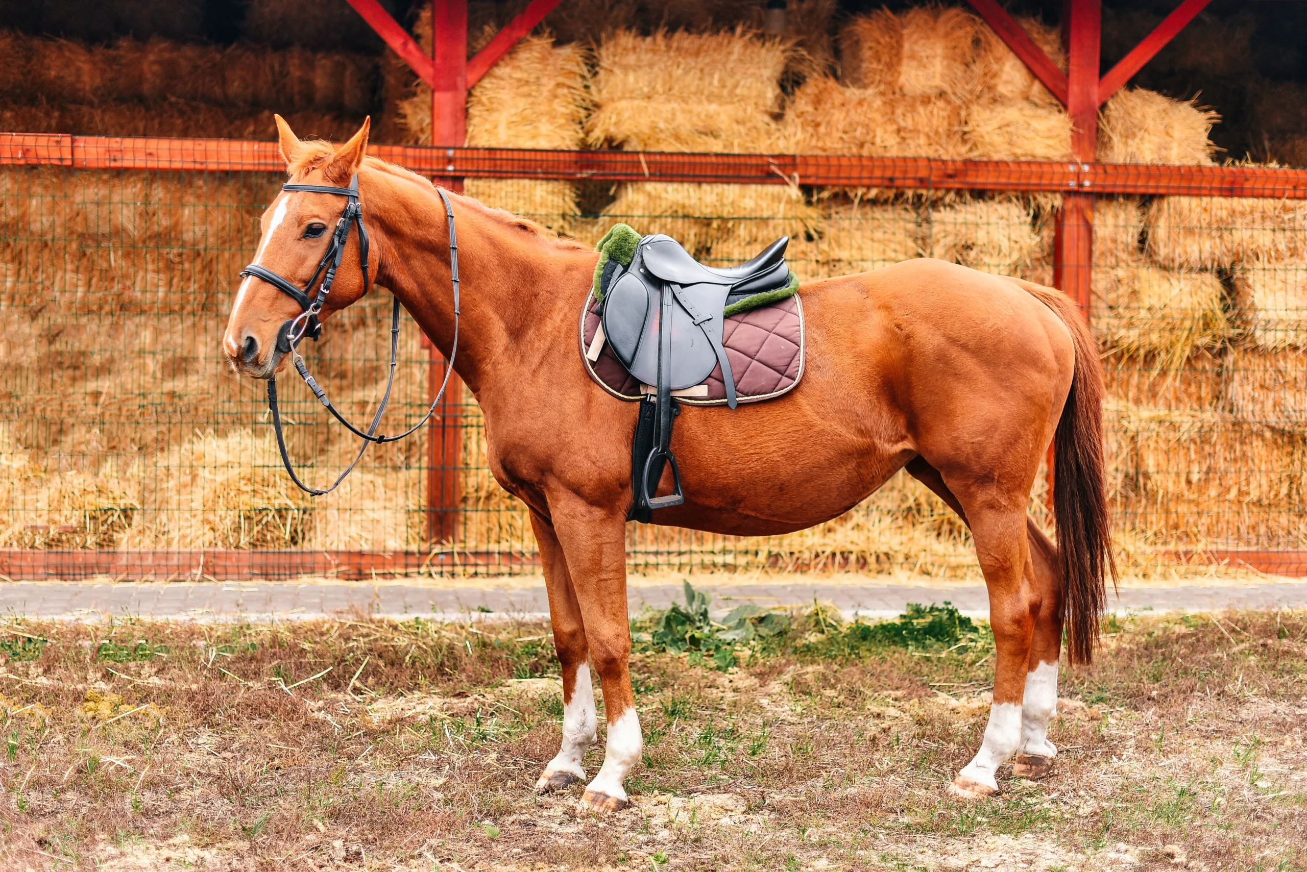 Horse Farms Insurance Kentucky